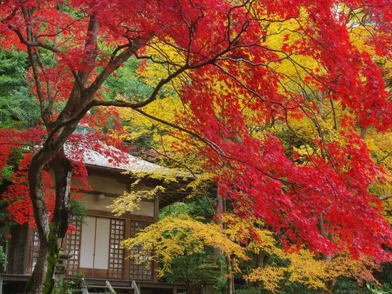 Japan_Kyoto_Gohodobenzaiten_pixta_6136218