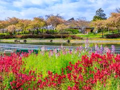 Japan_Mie_Nabana no Sato_Garden_pixta_63785204_M