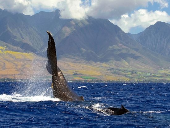 ホエールウォッチングクルーズ 　早朝から夕方まで4つの開始時間から選べる ＜11～4月／無料ソフトドリンク付き／マアラエア港発＞