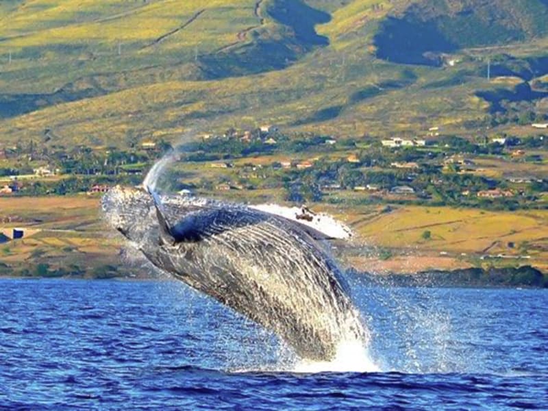 クジラ ホエールウォッチ | ハワイ（マウイ島）の観光・オプショナルツアー専門 VELTRA(ベルトラ)