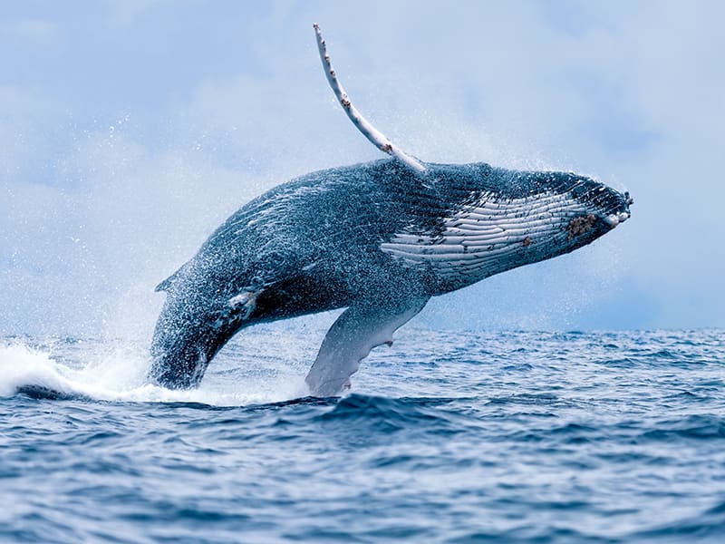 冬季限定】クジラ ホエールウォッチ | ハワイ（マウイ島）の観光・オプショナルツアー専門 VELTRA(ベルトラ)