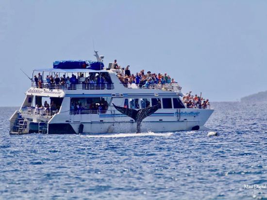 ホエールウォッチングクルーズ 　早朝から夕方まで4つの開始時間から選べる ＜11～4月／無料ソフトドリンク付き／マアラエア港発＞