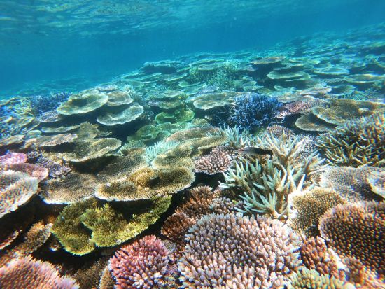 沖縄の伝統船サバニツアー シュノーケリングセットプランあり！＜半日／写真無料／石垣島＞
