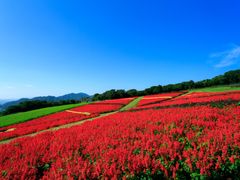pixta_あわじ花さじき サルビア畑33703056_M