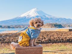 Japan_Mt Fuji_dog_pixta_75488009_M