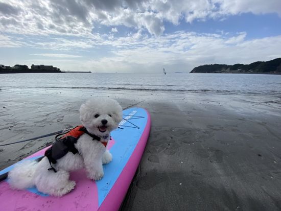 【愛犬連れOK】人気のSUP 体験ツアー 1日1組限定で初心者も安心！大型犬も歓迎＜初心者大歓迎／写真データプレゼント／貸切／半日／逗子＞