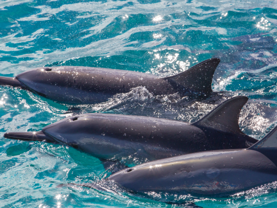 ホエールウォッチングクルーズ　クジラを探してコナの美しい海岸線をクルージング！ソフトドリンク付き ＜12～3月／午前・午後／英語ガイド＞