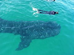 Tiburon ballena 1