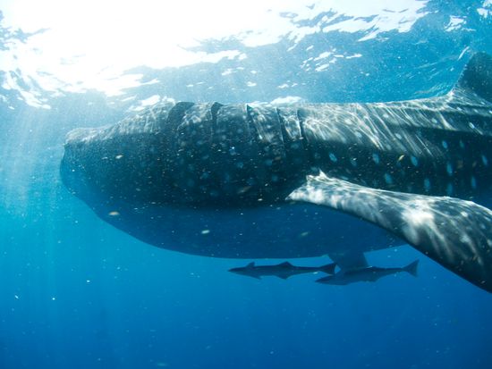 Whale Shark Tour - EcoColors Tours
