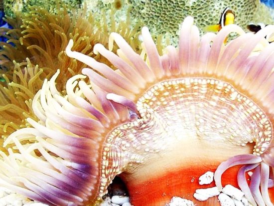 フーコック島魚釣りツアー　シュノーケリング＆真珠養殖場見学付きプランもご用意！＜専用車／英語ガイド／フーコック島発着＞