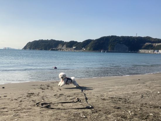 【愛犬連れOK】1日1組限定！シーカヤック体験ツアー 大型犬も歓迎！穏やかな海なのでカヌー初心者も安心＜初心者大歓迎／写真データプレゼント／貸切／半日／逗子＞