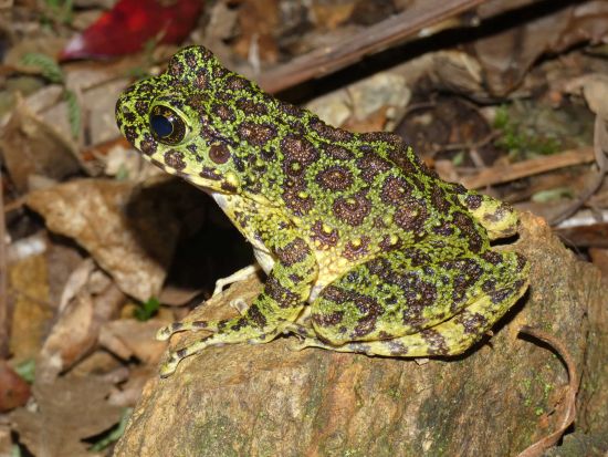 ナイトサファリツアー アマミノクロウサギや貴重な生き物を探しに行こう！4WDジープで夜の森を探検！＜住用町＞ by 元祖ナイトツアー