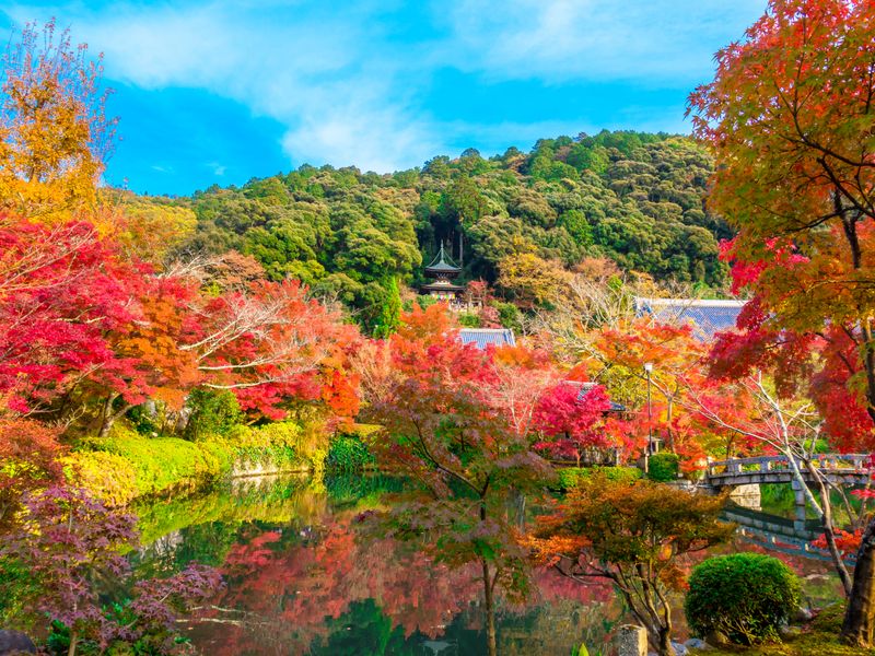 貸切観光タクシー 京都屈指の紅葉名所へ もみじの永観堂 Or 東福寺通天橋と高台寺 4時間 2名 京都市内送迎可 4名乗車で1名7 800円 Byヤサカ観光 京都の観光 遊び 体験 レジャー専門予約サイト Veltra ベルトラ 貸切観光タクシー 京都屈指の紅葉名所へ もみじの永観堂 Or 東福寺通天橋と高台寺 4時間 2名 京都市内送迎可 4名乗車で1名7 800円 Byヤサカ観光 京都の観光 遊び 体験 レジャー専門予約サイト Veltra ベルトラ