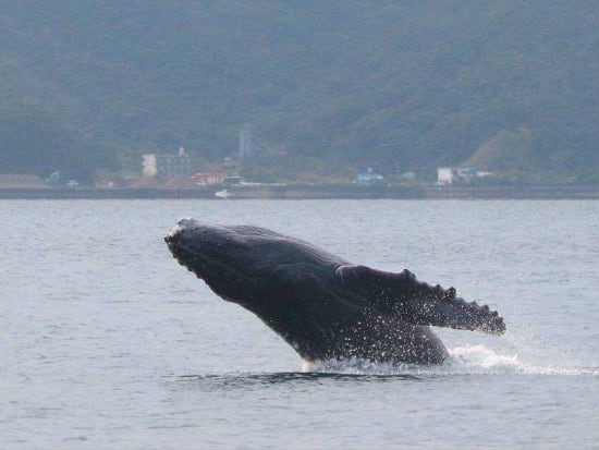 ホエールウォッチングクルーズ 冬の奄美大島でクジラに会いにでかけよう タオルレンタル無料 1 3月 車いす参加可 瀬戸内町 By ゼログラビティ 奄美大島 奄美群島の観光 遊び 体験 レジャー専門予約サイト Veltra ベルトラ