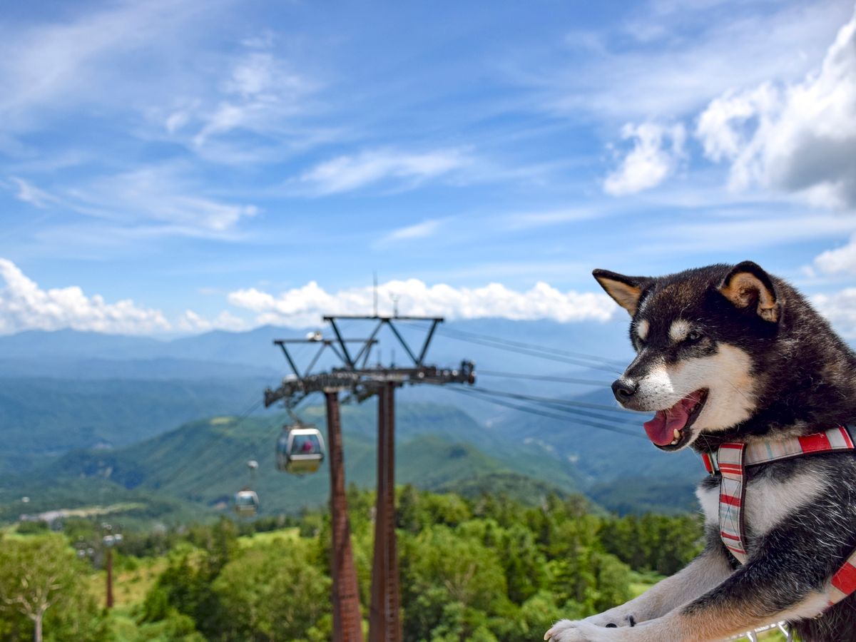 愛犬連れok 有珠山ロープウェイ往復チケット 愛犬と一緒にユネスコ世界ジオパーク認定 洞爺湖有珠山ジオパーク の絶景を満喫 洞爺湖から車で10分 壮瞥町 ニセコ 支笏 洞爺 登別の観光 遊び 体験 レジャー専門予約サイト Veltra ベルトラ 愛犬連れok 有珠山ロープウェイ往復チケット 愛犬と一緒にユネスコ世界ジオパーク認定 洞爺湖有珠山ジオパーク の絶景を満喫 洞爺湖から車で10分 壮瞥町 ニセコ 支笏 洞爺 登別の観光 遊び 体験 レジャー専門予約サイト Veltra ベルトラ