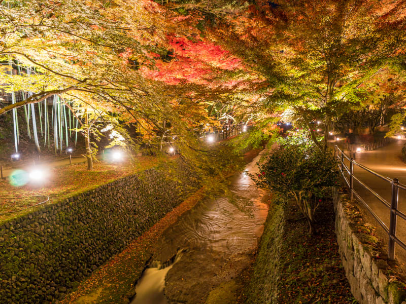 紅葉ライトアップバスツアー 舞妓の京舞鑑賞 北野天満宮 しょうざん庭園 21 11 13 12 5 懐石風京料理の夕食 京都駅発 By京都定期観光バス 京都の観光 遊び 体験 レジャー専門予約サイト Veltra ベルトラ