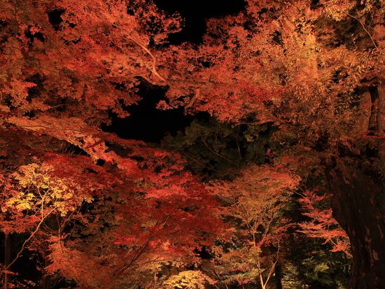 Japan_Kyoto_Kitano Tenmangu Shrine_pixta_14843307