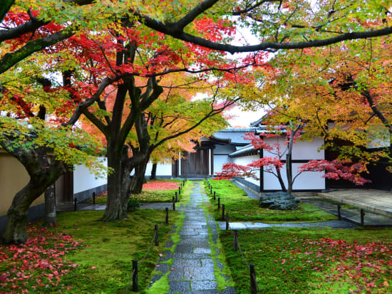 紅葉バスツアー 大徳寺黄梅院 北野天満宮 妙心寺 退蔵院 法金剛院 21 11 12 12 5限定 昼食付 京都駅発 By京都定期観光バス 京都の観光 遊び 体験 レジャー専門予約サイト Veltra ベルトラ