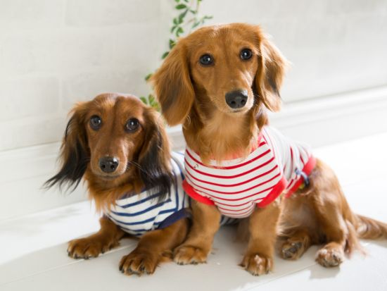 【愛犬参加OK！】スタジオ撮影　ペット専門カメラマンが最新設備のスタジオで記念撮影＜50～100カット／70分／明大前駅徒歩4分＞