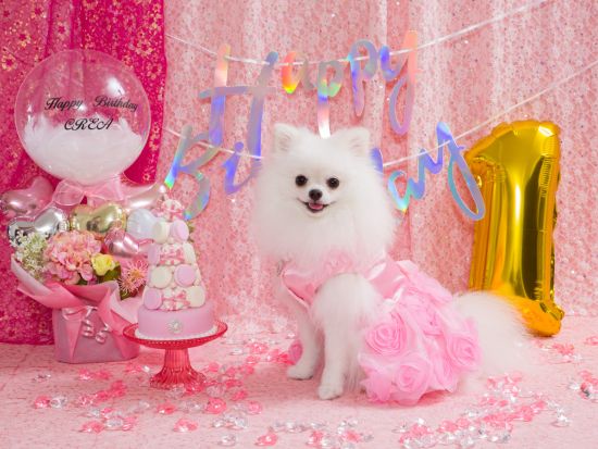 【愛犬参加OK！】スタジオ撮影　ペット専門カメラマンが最新設備のスタジオで記念撮影＜50～100カット／70分／明大前駅徒歩4分＞