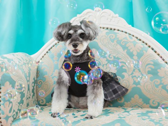 【愛犬参加OK！】スタジオ撮影　ペット専門カメラマンが最新設備のスタジオで記念撮影＜50～100カット／70分／明大前駅徒歩4分＞