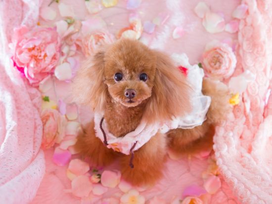 【愛犬参加OK！】スタジオ撮影　ペット専門カメラマンが最新設備のスタジオで記念撮影＜50～100カット／70分／明大前駅徒歩4分＞