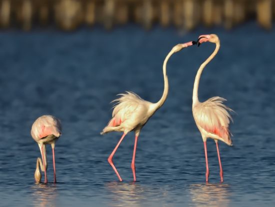 ドニャーナ国立公園＆聖地エル・ロシーオ 観光ツアー　アンダルシアの自然と歴史を満喫 ＜セビリア発＞