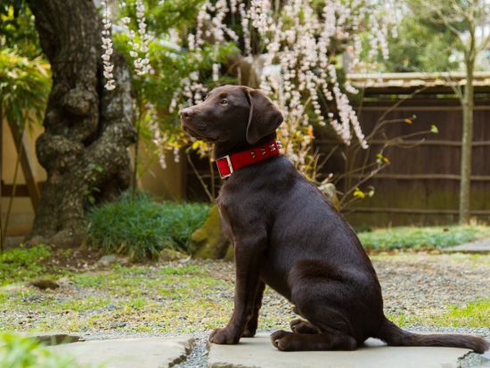 【愛犬参加OK！】出張撮影　都内から関東圏のご宿泊先、公園、ご自宅などのお好きなロケーションで記念撮影＜50～100カット／60分または90分＞