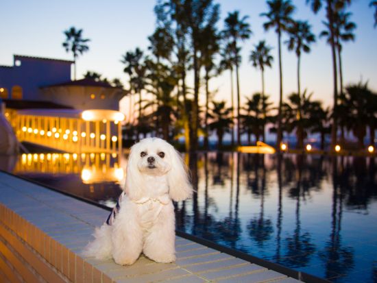 【愛犬参加OK！】出張撮影　都内から関東圏のご宿泊先、公園、ご自宅などのお好きなロケーションで記念撮影＜50～100カット／60分または90分＞