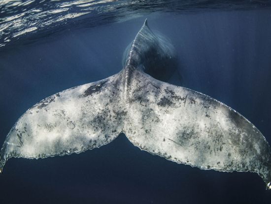 ホエールスイム（Cカード保持者限定） グループ参加におすすめの貸切プランあり　＜約6時間（9:00～）／1月～3月／瀬戸内町＞ by シーゴブリンズ