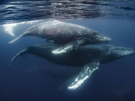 ホエールスイム（Cカード保持者限定） グループ参加におすすめの貸切プランあり　＜約6時間（9:00～）／1月～3月／瀬戸内町＞ by シーゴブリンズ
