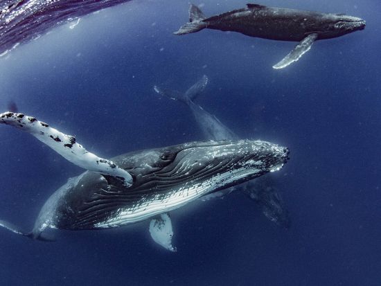 ホエールスイム（Cカード保持者限定） グループ参加におすすめの貸切プランあり　＜約6時間（9:00～）／1月～3月／瀬戸内町＞ by シーゴブリンズ