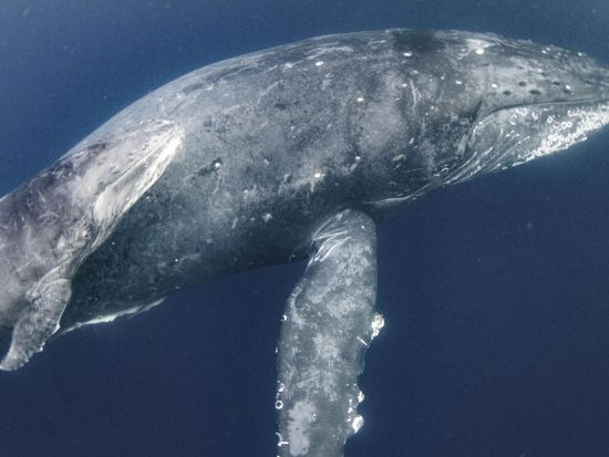 ホエールスイム（Cカード保持者限定） グループ参加におすすめの貸切プランあり　＜約6時間（9:00～）／1月～3月／瀬戸内町＞ by シーゴブリンズ