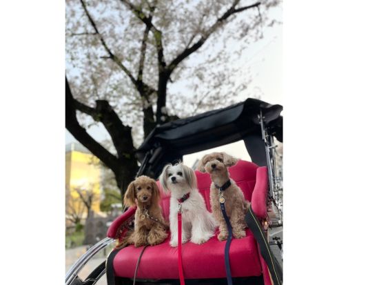 【愛犬参加OK！】浅草人力車観光ツアー　東京観光と写真撮影を1度に楽しめる！選べるコースと時間＜浅草発＞by 東京力車