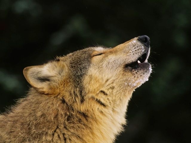 世界遺産イエローストーン国立公園3泊4日ツアー 公園公認ガイドと冬の