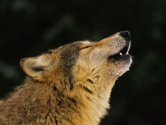 世界遺産イエローストーン国立公園3泊4日ツアー　公園公認ガイドと冬の野生動物観察 ＜11～4月／貸切／日本語ガイド／ボーズマン空港発着＞