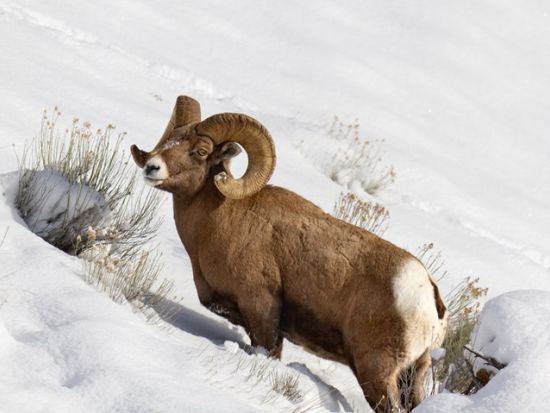 世界遺産イエローストーン国立公園3泊4日ツアー　公園公認ガイドと冬の野生動物観察 ＜11～4月／貸切／日本語ガイド／ボーズマン空港発着＞