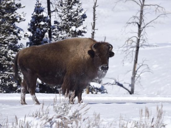 世界遺産イエローストーン国立公園3泊4日ツアー　公園公認ガイドと冬の野生動物観察 ＜11～4月／貸切／日本語ガイド／ボーズマン空港発着＞