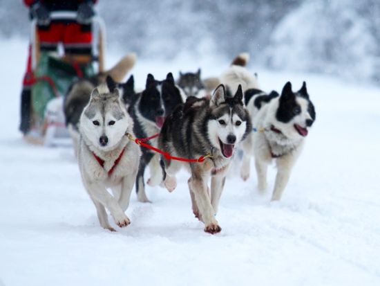 世界遺産イエローストーン国立公園3泊4日ツアー　公園公認ガイドと冬の野生動物観察 ＜11～4月／貸切／日本語ガイド／ボーズマン空港発着＞