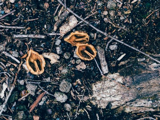 【ピッキオ】けもの道ウォーキング（）