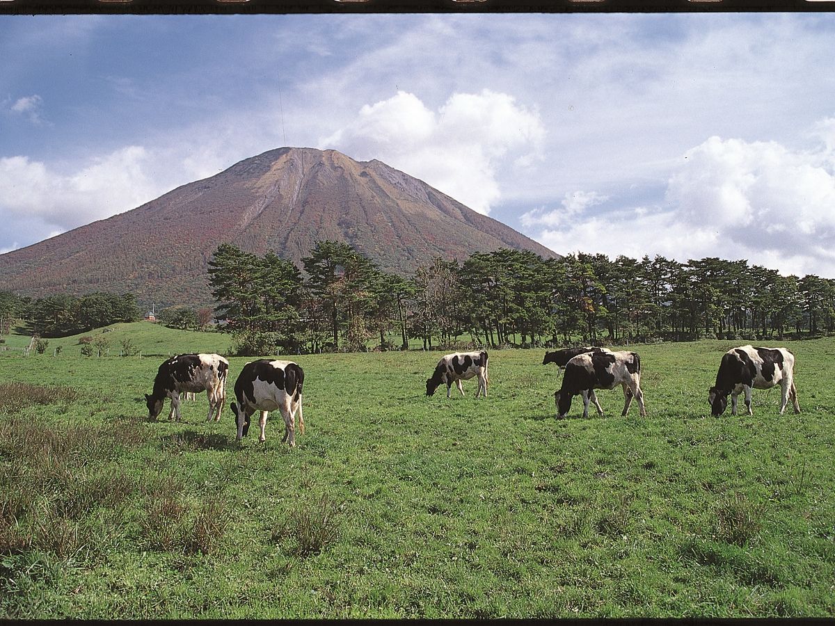 大山まきばみるくの里(放牧)