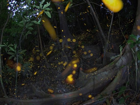 【2～4月限定】ヤエヤマボタル観賞ナイトツアー　その時期に1番ホタルが見られるスポットへご案内！本格派の方には撮影プランもあり＜西部地区無料送迎／西表島＞