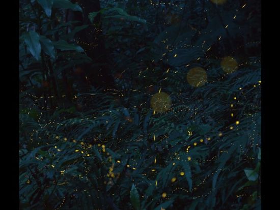 【2～4月限定】ヤエヤマボタル観賞ナイトツアー　その時期に1番ホタルが見られるスポットへご案内！本格派の方には撮影プランもあり＜西部地区無料送迎／西表島＞