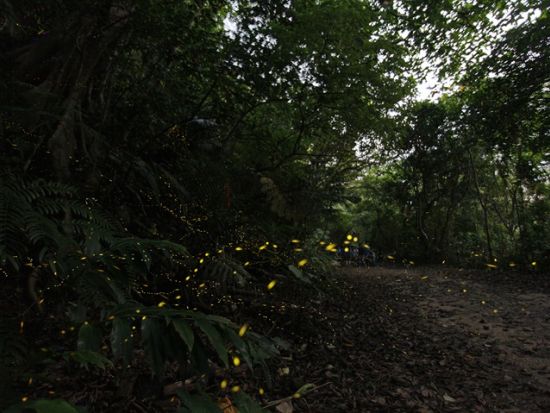 【2～4月限定】ヤエヤマボタル観賞ナイトツアー　その時期に1番ホタルが見られるスポットへご案内！本格派の方には撮影プランもあり＜西部地区無料送迎／西表島＞