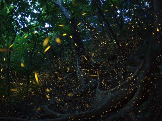 【2～4月限定】ヤエヤマボタル観賞ナイトツアー　その時期に1番ホタルが見られるスポットへご案内！本格派の方には撮影プランもあり＜西部地区無料送迎／西表島＞