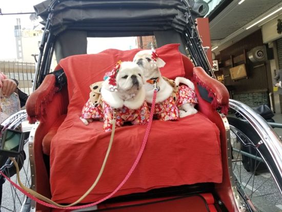 【愛犬連れOK】人力車観光 30分プラン 雷門＋二天門＋仲見世通り 浅草の王道へご案内＜ガイド付／浅草＞by えびす屋 浅草店