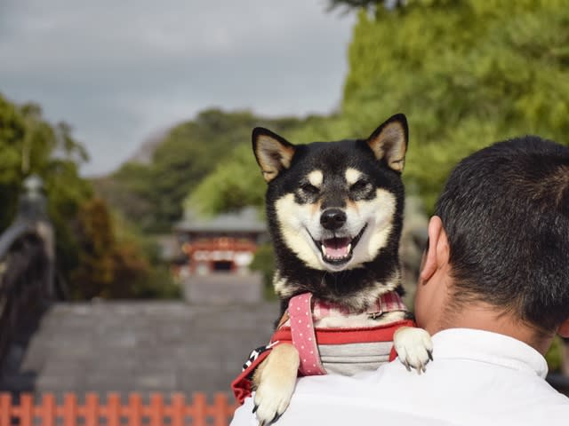 人気 鎌倉 散策 観光 ペット