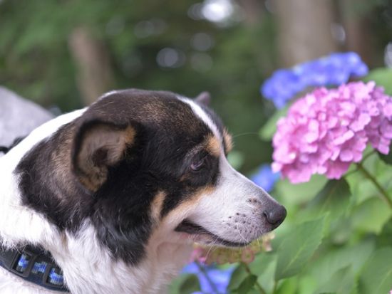 【愛犬連れOK】人力車で行く鎌倉観光ツアー わんちゃんと一緒に大河ドラマゆかりの地や定番スポットから穴場まで 人力車のフットワークでご案内＜ガイド付／鎌倉＞