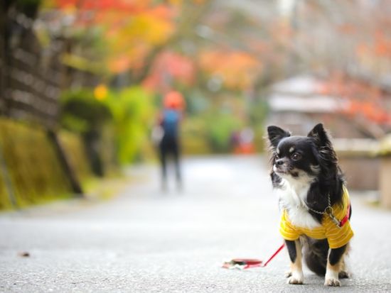 【愛犬連れOK】人力車で行く鎌倉観光ツアー わんちゃんと一緒に大河ドラマゆかりの地や定番スポットから穴場まで 人力車のフットワークでご案内＜ガイド付／鎌倉＞