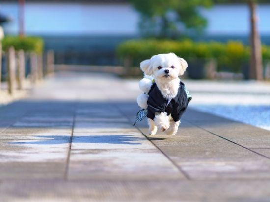 【愛犬連れOK】人力車で行く鎌倉観光ツアー わんちゃんと一緒に大河ドラマゆかりの地や定番スポットから穴場まで 人力車のフットワークでご案内＜ガイド付／鎌倉＞